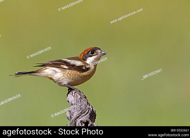 Woodchat Shrike (Lanius senator) adult female, perched on branch, Castilla y Leon, Spain, Europe