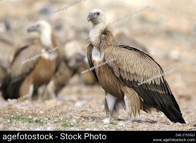 Griffon Vulture (Gyps fulvus) on the ground, Pyrenees, Spain