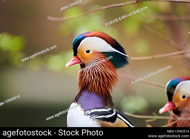 Mandarin duck (Aix galericulata), drake, lake, shore, portrait, sideways