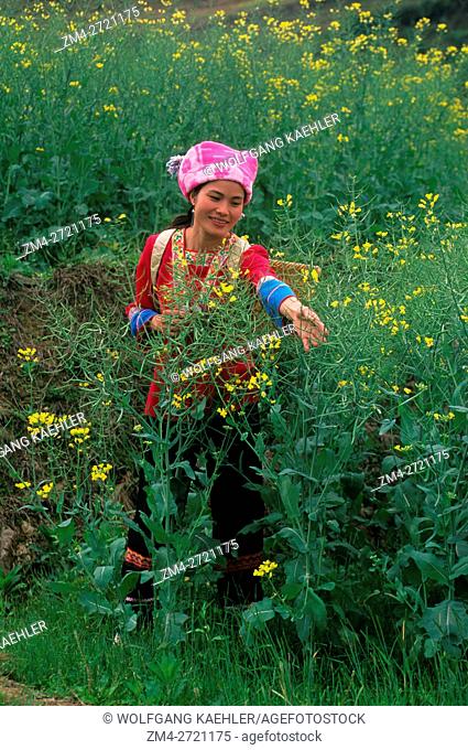 A Zhuang woman (Chinese ethnic group) working in terraced fields with Canola at Longji near Guilin in Guangxi Province in China