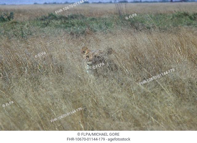 Lion Panthera leo Lioness in long grass - well camouflaged - Kenya S