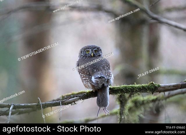 sitting Eurasian Pygmy Owl