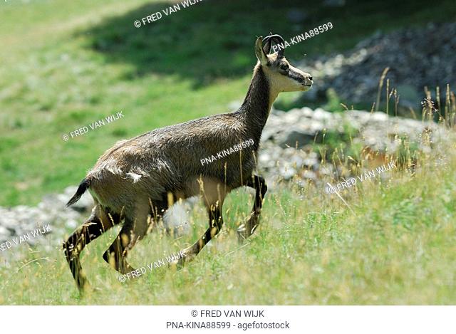 Chamois Rupicapra rupicapra - Parc de Merlet, Les Houches, Haute-Savoie, Alps, Rhone-Alpes, France, Europe