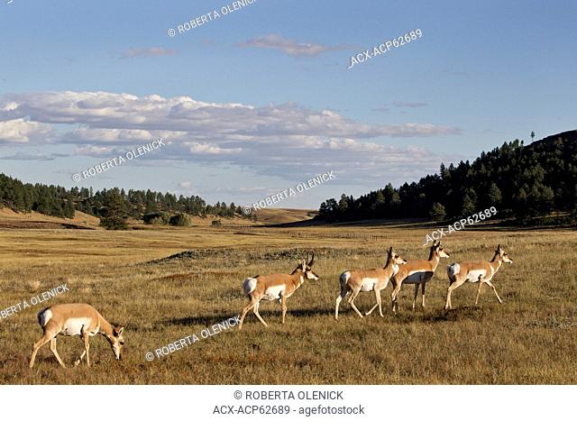 Pronghorn (Antilocapra americana), buck and does, Custer State Park, South Dakota