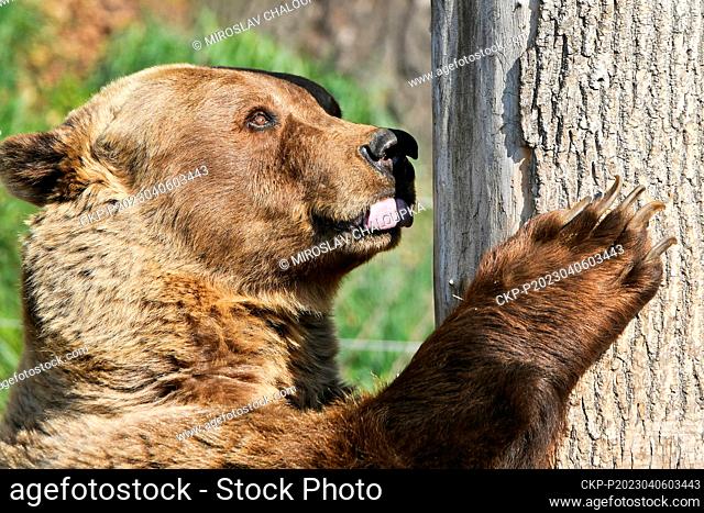 The Eurasian brown bears (Ursus arctos arctos) in Pilsen ZOO celebrate 20th and 30th Birthday in Pilsen, Czech Republic, April 6, 2023
