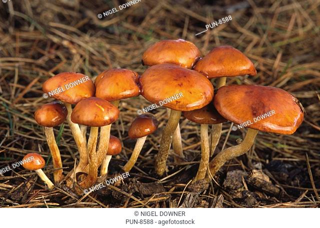 A group of orange slime cap fungus Stropharia aurantiaca growing under pine trees in Kew Gardens