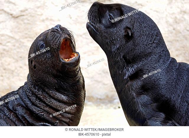 Two South American sea lionn (Otaria flavescens), young animals, captive