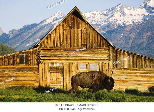 American Bison, Buffalo (Bison bison) adult in front of old wooden barn and Grand Teton Range, Antelope Flats, Grand Teton National Park, Wyoming, USA