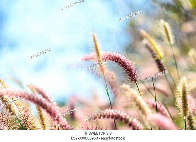 Flower foxtail weed in the green nature