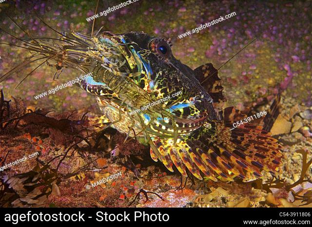 Long-spined sea Scorpion (Taurulus bubalis) devouring Common Prawn (Palaemon serratus). Eastern Atlantic. Galicia. Spain. Europe