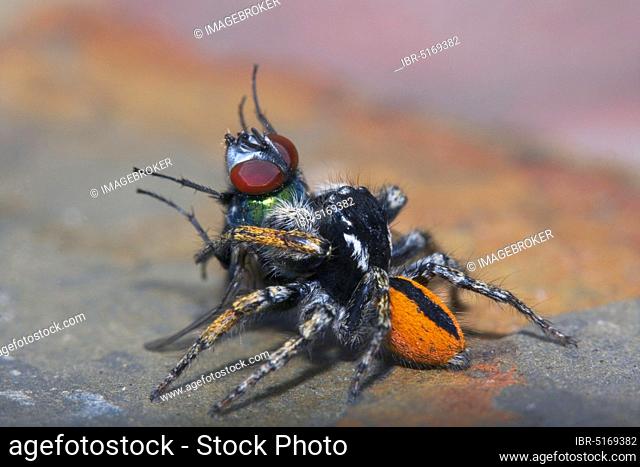 Jumping Gold eyes jumping spider (Philaeus chrysops), Bulgaria, Europe