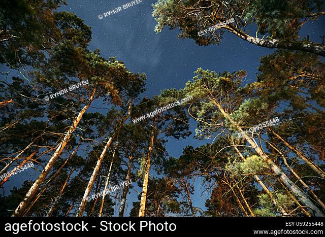 Crown Of Pine Trees Woods Under Night Starry Sky. Night Landscape With Natural Real Glowing Stars Over Forest