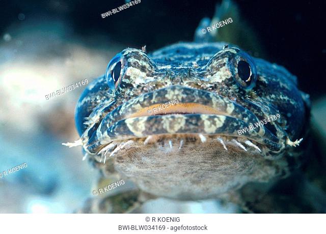 common toadfish Halophryne gangene, Cottus grunniens, portrait