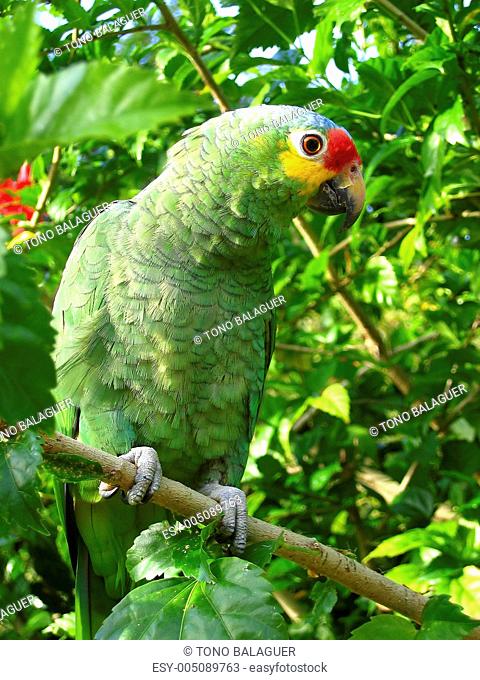cotorra parrot green from Central America