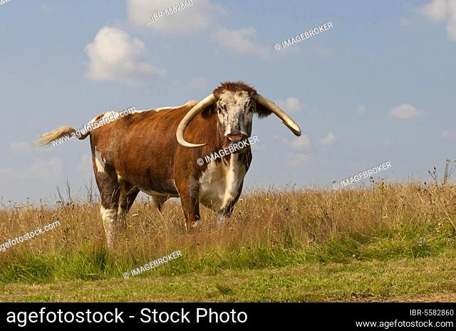 Domestic Cattle, Longhorn, bull, standing in pasture, Norfolk, England, United Kingdom, Europe
