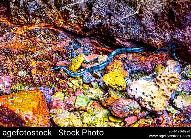 Beaked Banded Sea Snake Enhydrina schistosa, Phi Phi Leh islands, Andaman sea, Krabi, Thailand