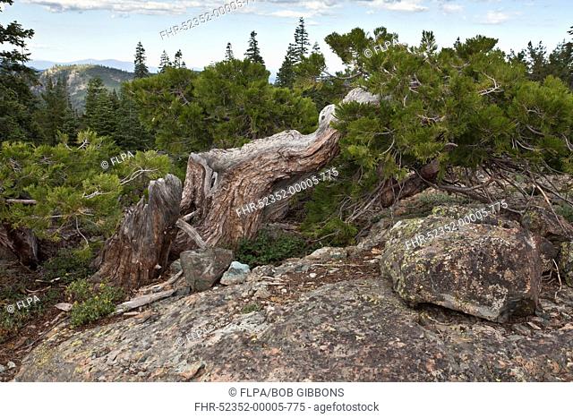 Incense Cedar Calocedrus decurrens ancient dwarfed high altitude habit, growing in mountain habitat, above Lake Shasta, Northern California, U S A , july
