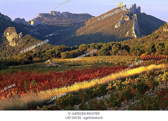 Vineyard in front of mountain with rock formation, Dentelles de Montmirail, Vaucluse, Provence, France, Europe