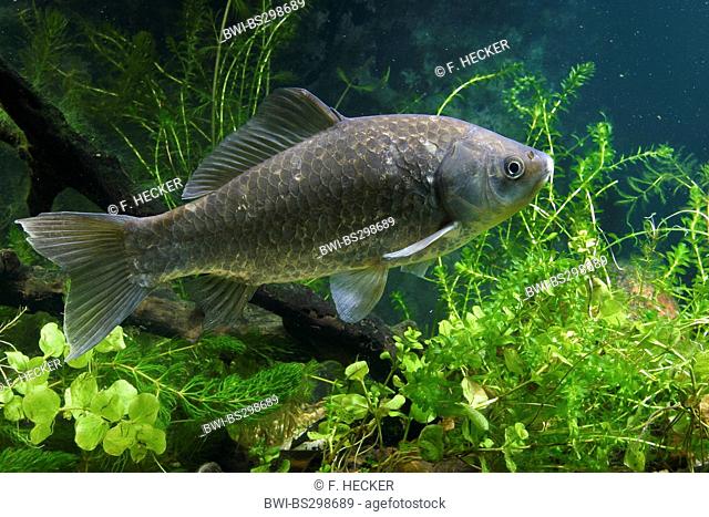 Gibel carp, Prussian carp, German carp, Crucian carp (Carassius auratus gibelio), principal form of goldfish, swimming at overgrown water ground
