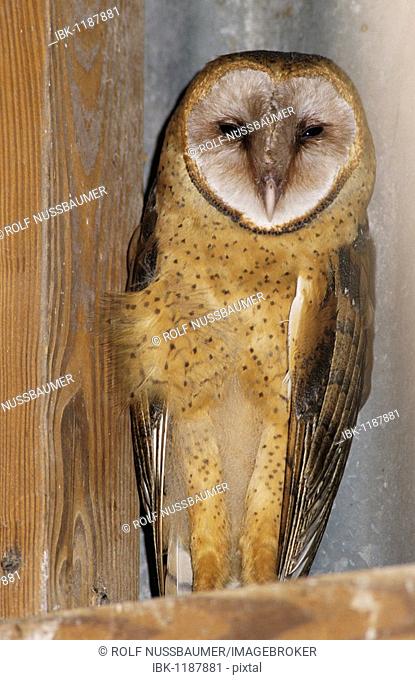 Barn Owl (Tyto alba), adult roosting in barn, Lake Corpus Christi, Texas, USA