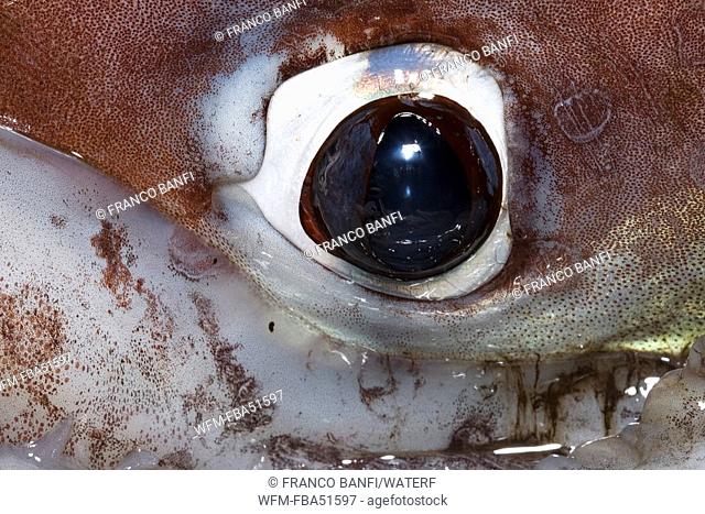 Eye of Jumbo Squid, also called Humboldt Squid, Dosidicus gigas, Loreto, Sea of Cortez, Baja California, East Pacific, Mexico