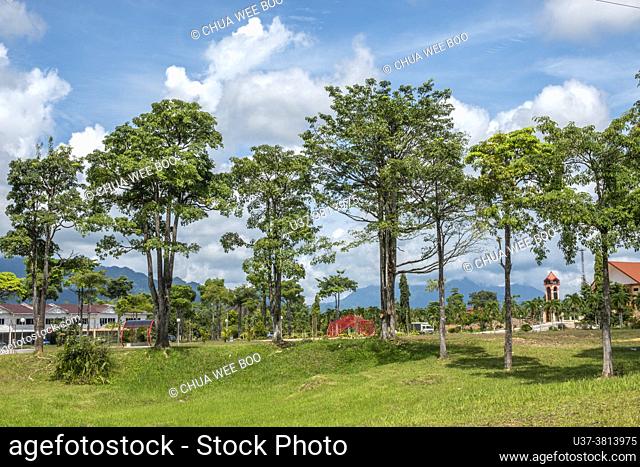 Trees at Tebedu town, Serian, Sarawak, East Malaysia