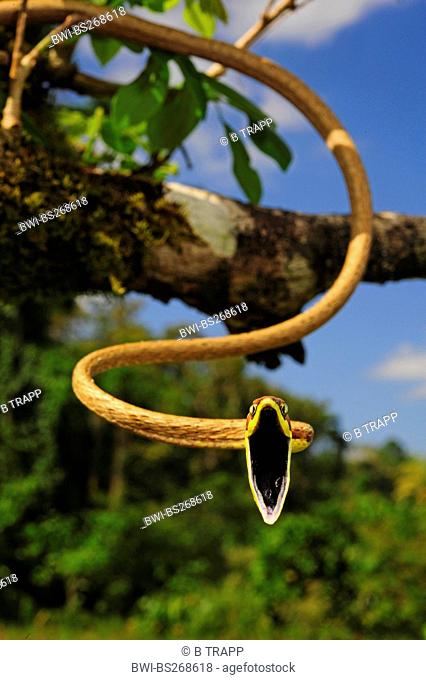 Mexican vine snake Oxybelis aeneus, defence posture, Honduras, La Mosquitia, Las Marias