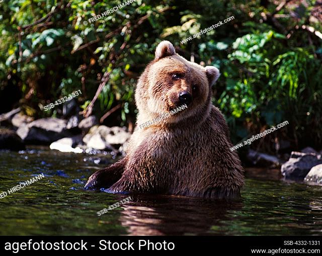 Female brown bear sitting in water of Big River Lakes near the mouth of Wolverine Creek, Redoubt Bay State Critical Habitat Area, Alaska