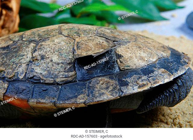Red-bellied Short-necked Turtle shedding skin on shell Emydura subglobosa