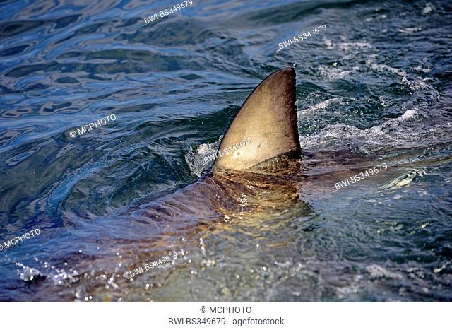 great white shark (Carcharodon carcharias, Carcharodon rondeletii), shark's fin at water surface, South Africa, Western Cape, Seal Island