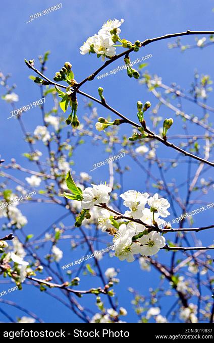Details of white blooming apple tree branches. Natural spring beauty backdrop