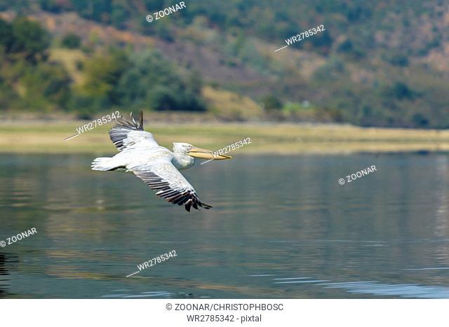 Dalmatian Pelican, Lake Kerkini, Pelecanus crispus, Krauskopf Pelikan