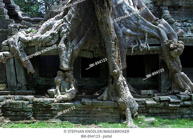 Tree roots on the Preah Khan Temple, Siem Reap, Cambodia, Southeast Asia