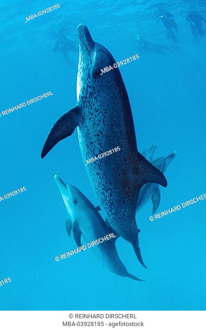 Atlantic Stenella, atlantic spotted dolphin, Stenella frontalis, Bahamas, Atlantic
