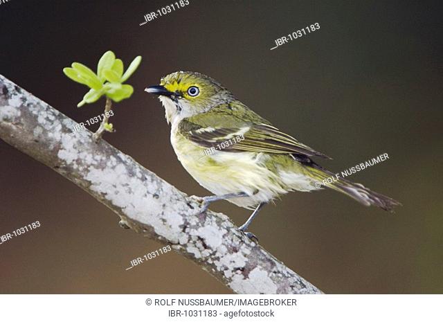 White-eyed Vireo (Vireo griseus), adult after rain, Uvalde County, Hill Country, Central Texas, USA
