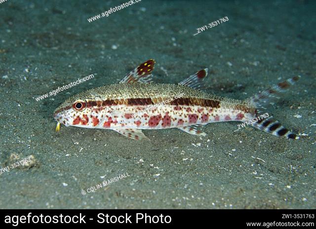 Freckled Goatfish (Upeneus tragula), Laha dive site, Ambon, Maluku, Indonesia, Banda Sea