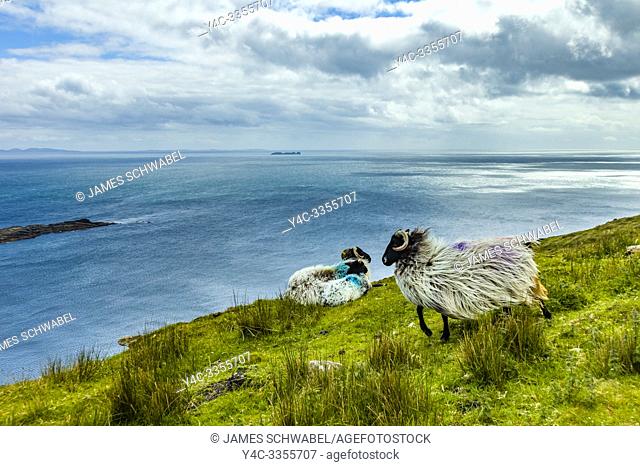 Sheep on cliff edge of Atlantic Ocean on the Wild Atlantic Way on Achill Island in County Mayo ireland