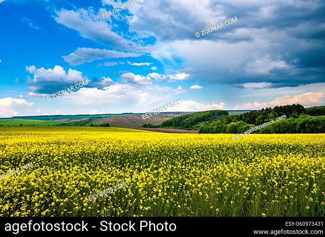 Spring rapeseed yellow blooming fields. Natural seasonal, good weather, climate, eco, farming, countryside beauty concept