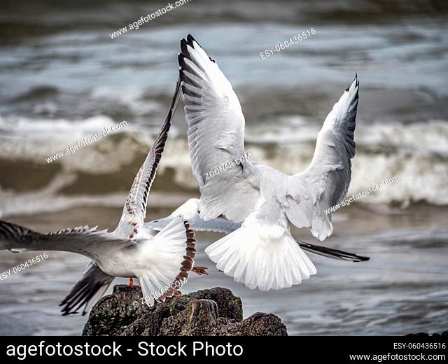 Seagulls flying away after sitting on wooden water breakers