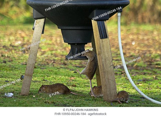 Brown Rat (Rattus norvegicus) four adults, feeding at pheasant feeder, Shropshire, England, November