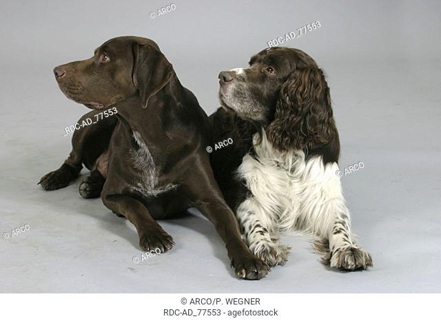 German Shorthaired Pointer and English Springer Spaniel