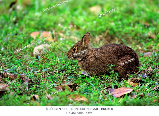 Marsh rabbit (Sylvilagus palustris) in meadow, adult watchful, Wakodahatchee Wetlands, Delray Beach, Florida, USA
