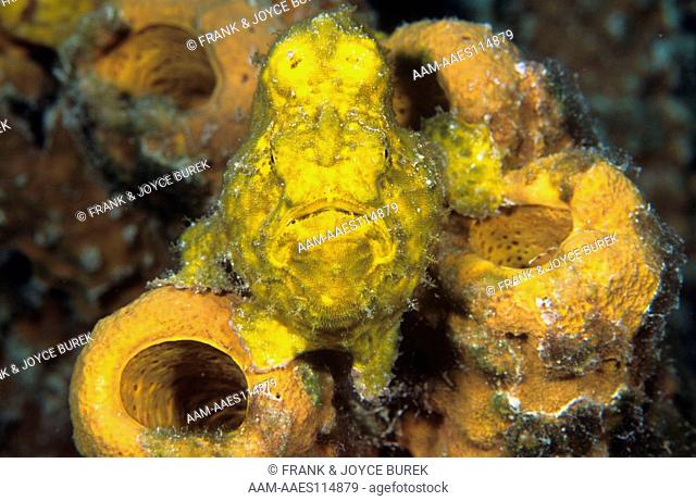 Longlure Frogfish, Antennarius multiocellatus, Bonaire, Netherland Antilles