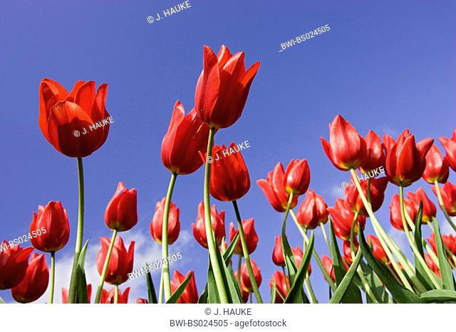 common garden tulip (Tulipa gesneriana), flowers against blue sky, Netherlands, Sint Maartensbrug