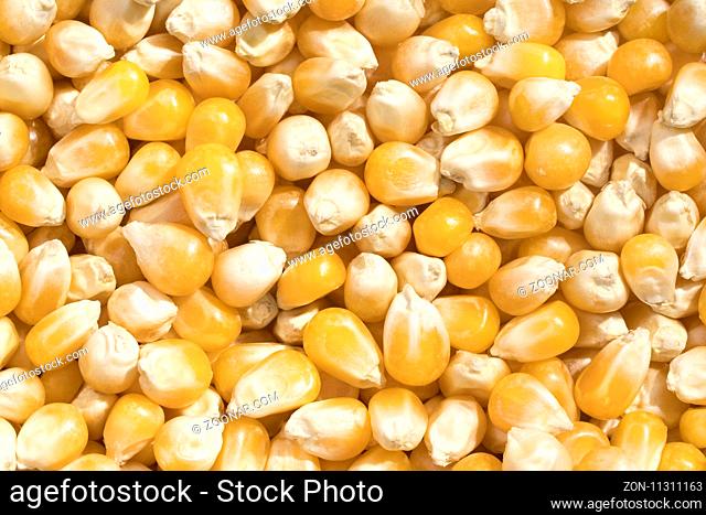 Closeup view and pattern of some grains of maize