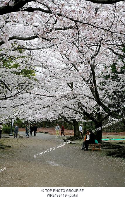Park, Sakura, Maizuru, Japan