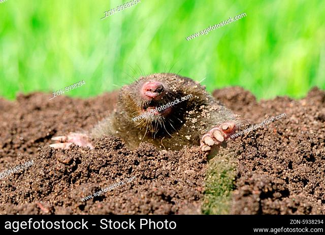 Mole head in molehill hole soil. Enemy for beautiful lawn