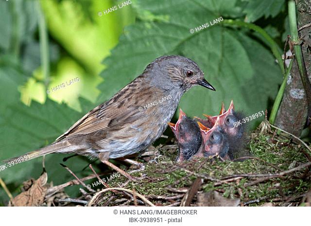 Dunnock (Prunella modularis) at nest with young birds, Baden-Württemberg, Germany