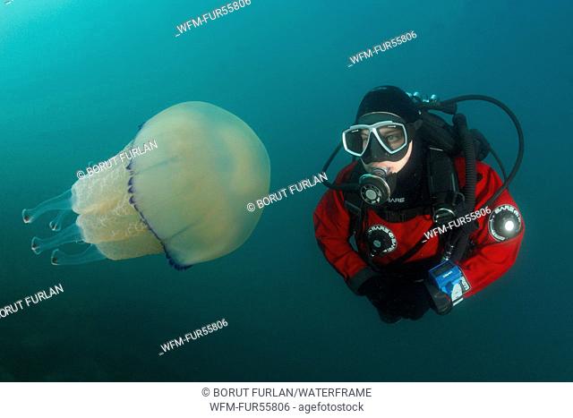 Rhizostome Jellyfish and Scuba Diver, Rhizostoma pulmo, Piran, Adriatic Sea, Slovenia