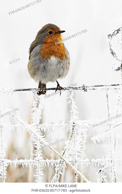 European Robin Erithacus rubecula adult, perched on frost covered wire fence, West Midlands, England, december